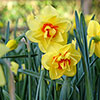 Daffodil Double Flowering Classic Mix Daffodil Double Flowering Classic Mix