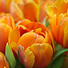 Tulip Queensday Tulip Queensday