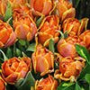 Tulip Queensday Tulip Queensday