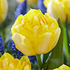 Tulip Secret Perfume Tulip Secret Perfume