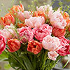 Tulip Double Flowering Mixed Bouquet Tulip Double Flowering Mixed Bouquet
