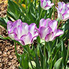 Tulip Shirley Tulip Shirley