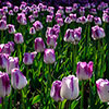 Tulip Shirley Tulip Shirley
