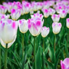 Tulip Shirley Tulip Shirley