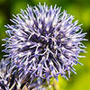 Blue Allium caeruleum