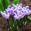 Crocus King of the Striped Crocus King of the Striped