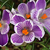 Crocus King of the Striped Crocus King of the Striped