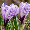 Crocus King of the Striped Crocus King of the Striped