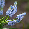 Muscari Babys Breath Muscari Babys Breath