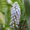 Muscari Babys Breath Muscari Babys Breath