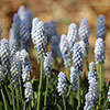 Muscari Babys Breath Muscari Babys Breath