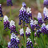 Muscari Grape Ice Muscari Grape Ice