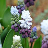Muscari Grape Ice Muscari Grape Ice