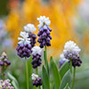 Muscari Grape Ice Muscari Grape Ice