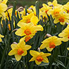 Daffodil Red Devon Daffodil Red Devon