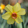 Daffodil Red Devon Daffodil Red Devon