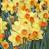 Daffodil Red Devon Daffodil Red Devon