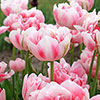 Tulip Finola