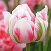 Tulip Finola