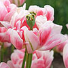 Tulip Finola