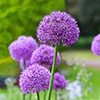 Allium Gladiator Allium Gladiator