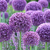 Allium Gladiator Allium Gladiator