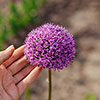 Allium Gladiator Allium Gladiator