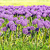 Allium Gladiator Allium Gladiator