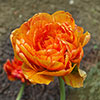 Tulip Sun Lover Tulip Sun Lover