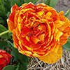 Tulip Sun Lover Tulip Sun Lover