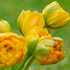 Tulip Sun Lover Tulip Sun Lover