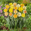 Collared Daffodil Mix Collared Daffodil Mix