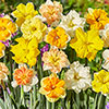 Collared Daffodil Mix Collared Daffodil Mix