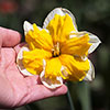 Collared Daffodil Mix Collared Daffodil Mix