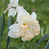 Collared Daffodil Mix Collared Daffodil Mix