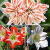 Amaryllis Bulb Collection Amaryllis Bulb Collection
