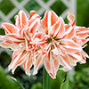Amaryllis Bulb Collection Amaryllis Bulb Collection