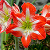 Amaryllis Bulb Collection Amaryllis Bulb Collection