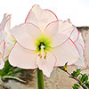 Amaryllis Bulb Collection Amaryllis Bulb Collection