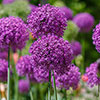 Allium Purple Sensation Allium Purple Sensation