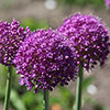 Allium Purple Sensation Allium Purple Sensation