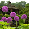 Allium Purple Sensation Allium Purple Sensation