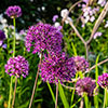 Allium Purple Sensation Allium Purple Sensation