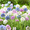 Mixed Allium Bulbs