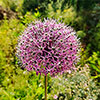 Mixed Allium Bulbs