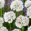 Mixed Allium Bulbs