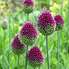Mixed Allium Bulbs