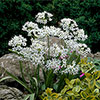Mixed Allium Bulbs