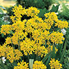 Mixed Allium Bulbs
