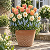 Blush & Champagne Luxury Bulb Lasagne Kit
